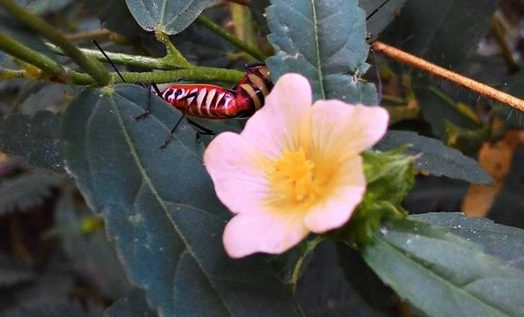 bunga dan serangga hasil foto google camera