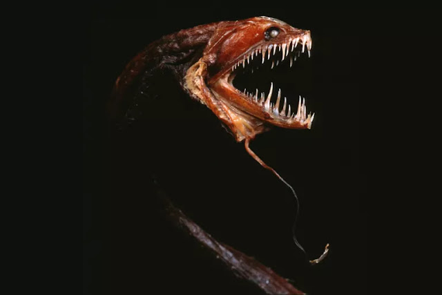أكثر 10 كائنات تمتلك وجهاً مرعباً Dragonfish-580a19093df78c2c732e35ff