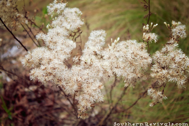 Southern Revivals | How to Create Stunning Fall & Winter Arrangements for Free