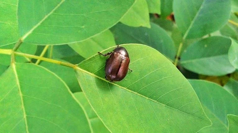 kumbang berwarna perak