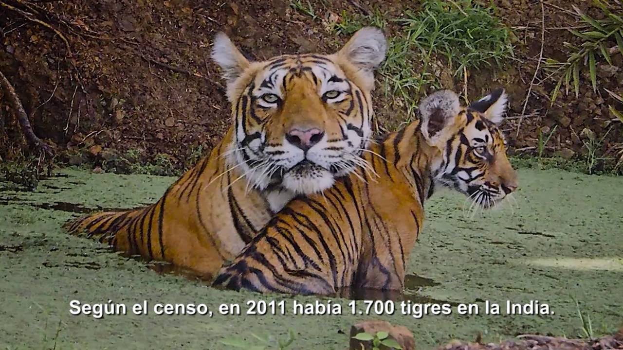 TIGRE DE BENGALA