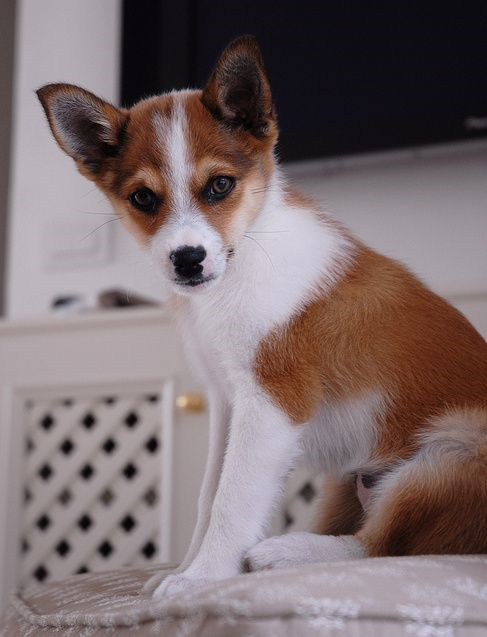 Top 5 of the World's Rarest Dog Breeds