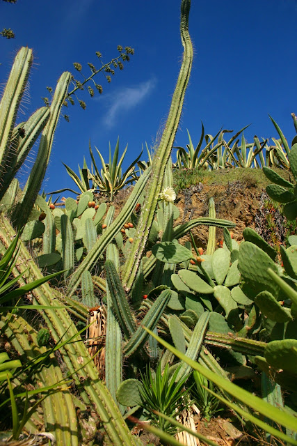 Cactus plants grow like weeds in Spain... beautiful SPITE the prickles.