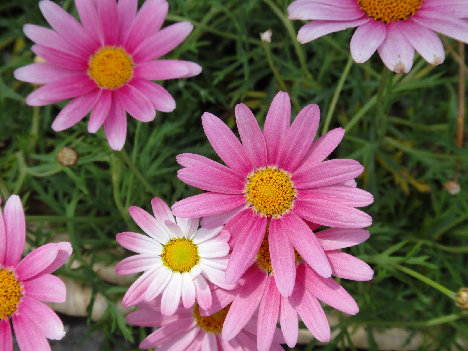 Wallpaper Bunga Daisy - GAMBAR BUNGA