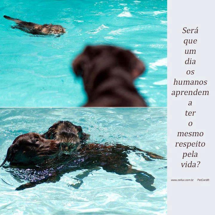 Paiol Pet Shop Cianorte Calor?