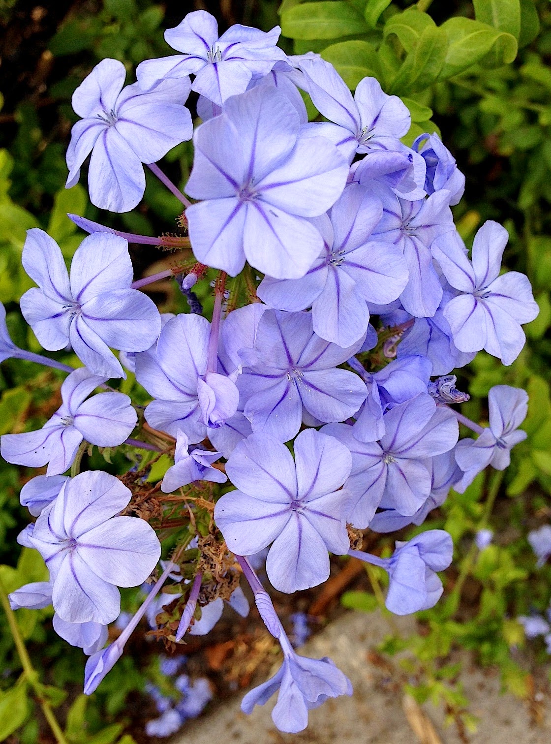 penny-wilkes-play-with-memories