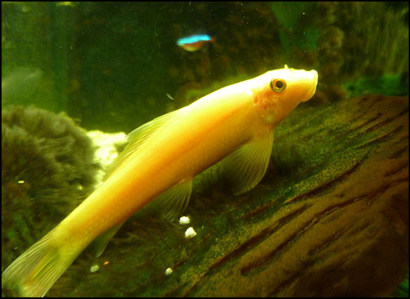 Ikan Yang Cocok Untuk Aquascape