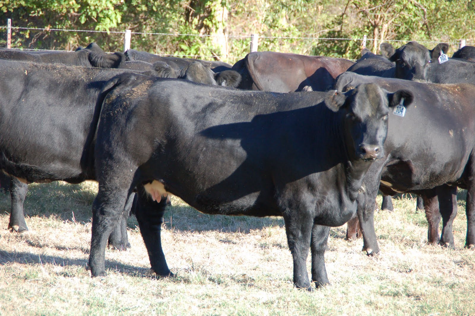 Buck Cattle Co. Blog September 2011