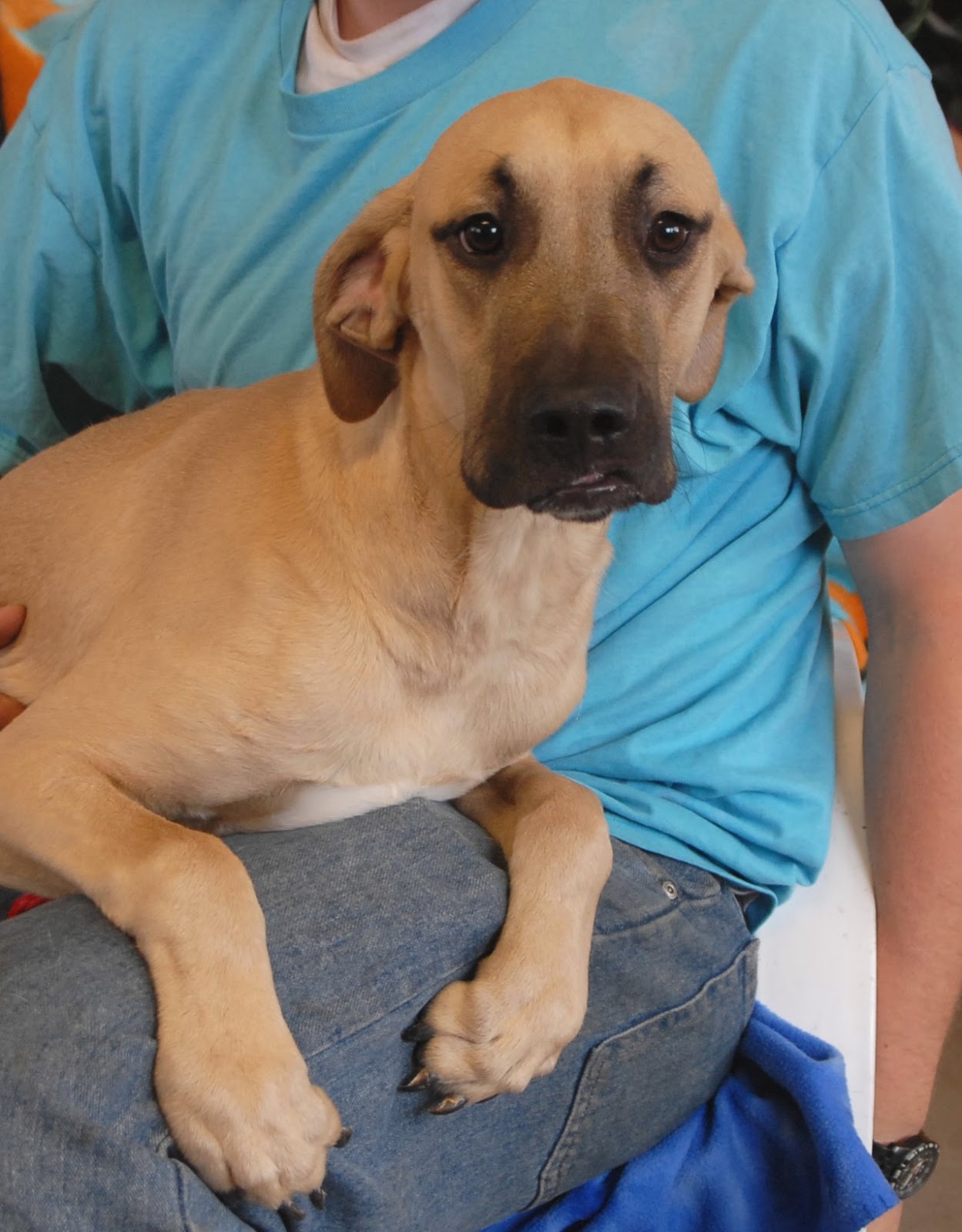 Geronimo a black mouth cur puppy debuting for adoption today 