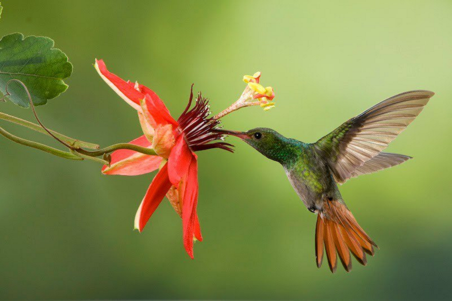CURIOSIDADES DE HOY: ¿Sabías Que? El colibrí la única ave capaz de ...