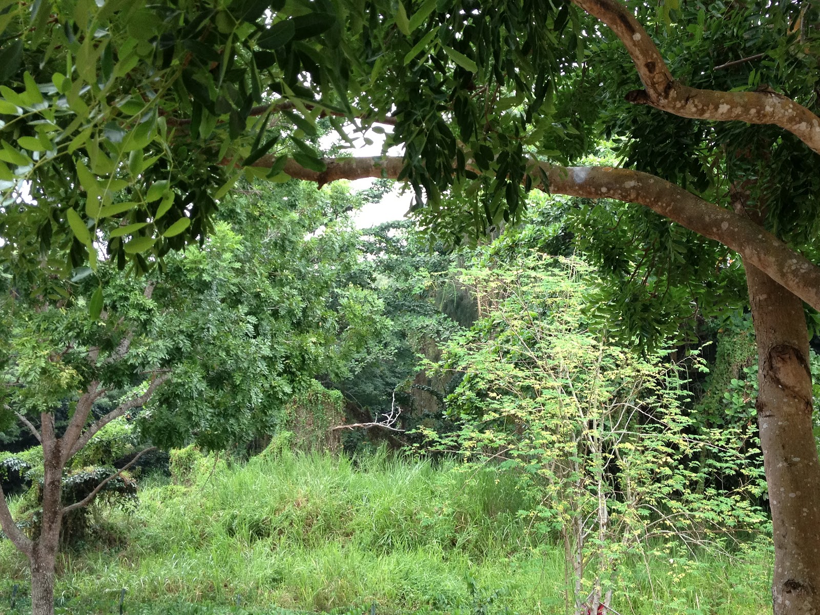 Geography- Tropical Rainforest: Tropical Rainforest