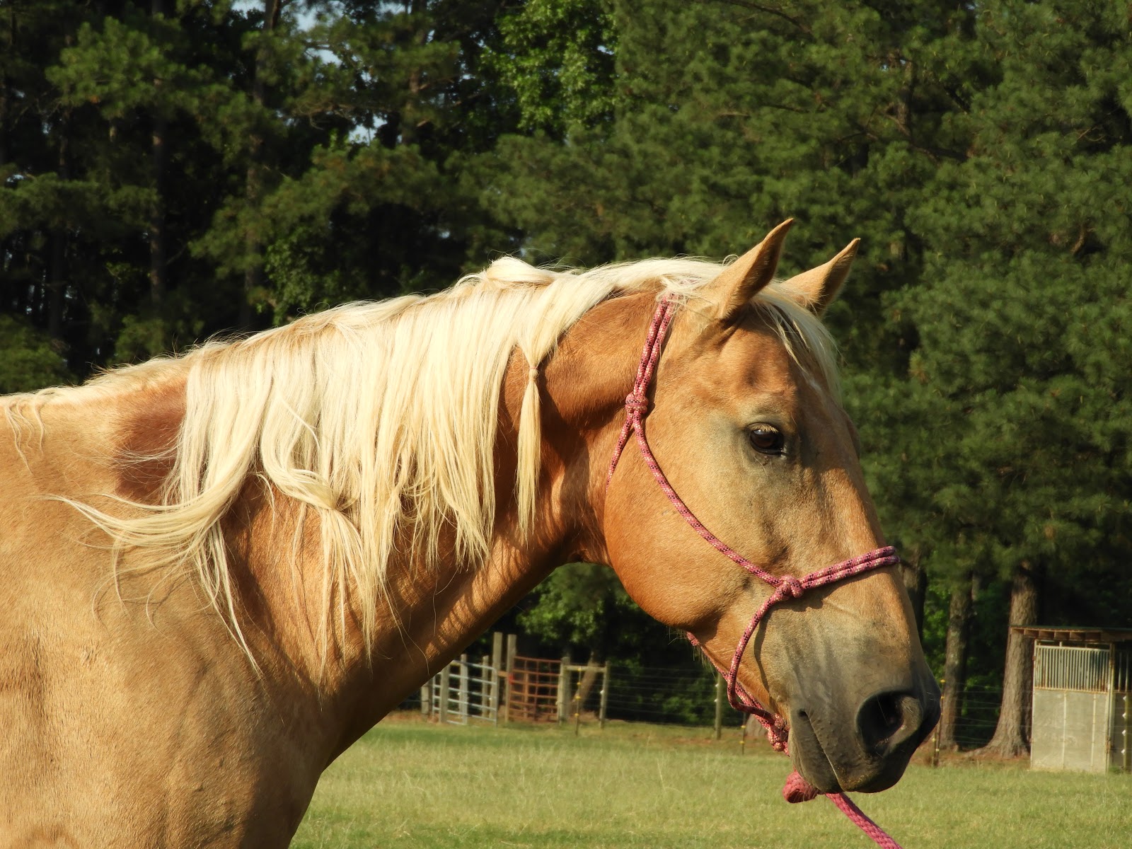 There is a Rodeo in Raleigh NC Carousel Farms