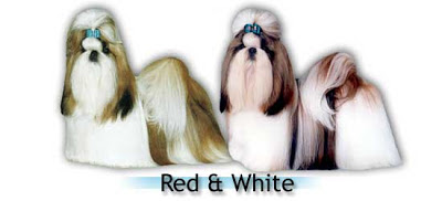 Shih tzu com variação de cor branco e vermelho