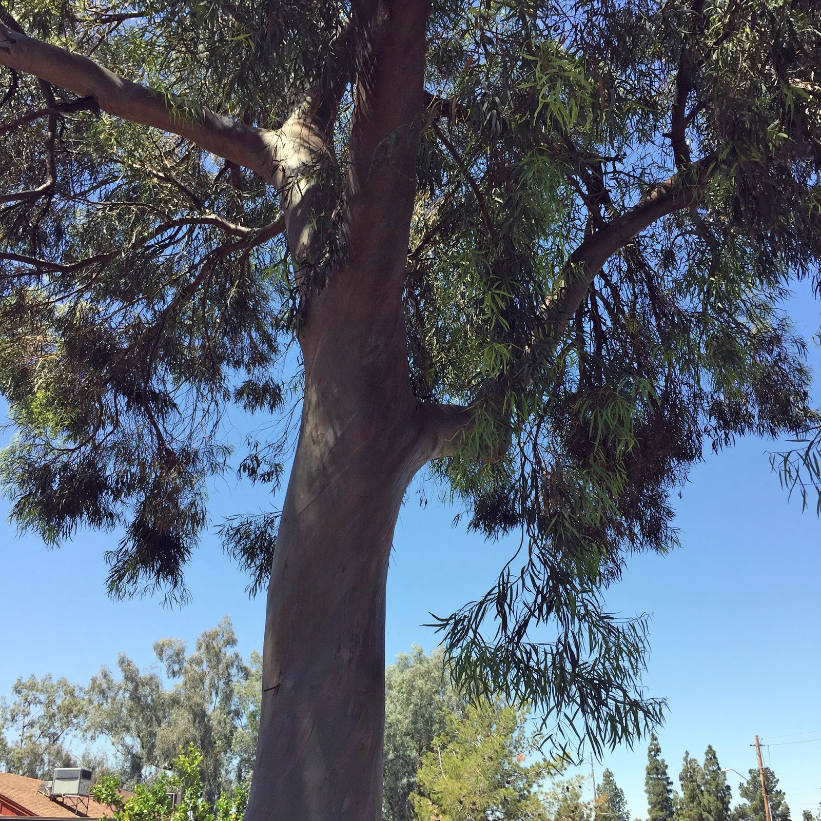 Brad S Tropical Paradise The Amazing Eucalyptus Trees Of Phoenix Arizona