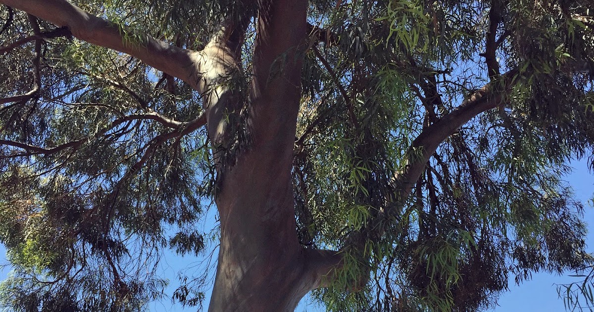 Brad's Tropical Paradise The amazing eucalyptus trees of Phoenix, Arizona