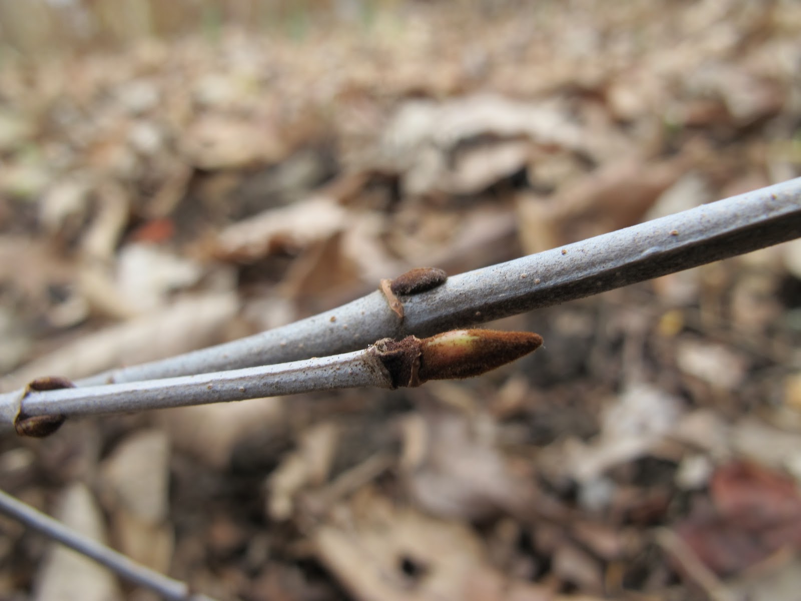 Clay And Limestone Thanks Rusty Blackhaw For An Absolutely