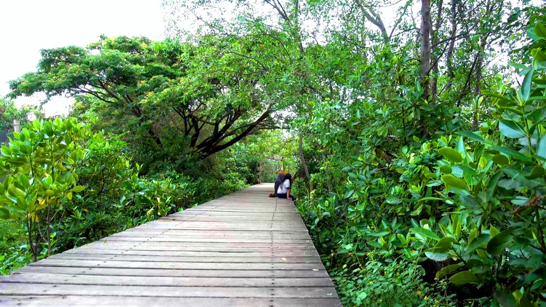Hutan Mangrove Wonorejo Merupakan Destinasi Wisata