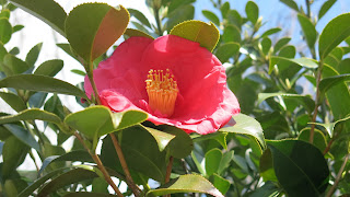 A floral sunrise