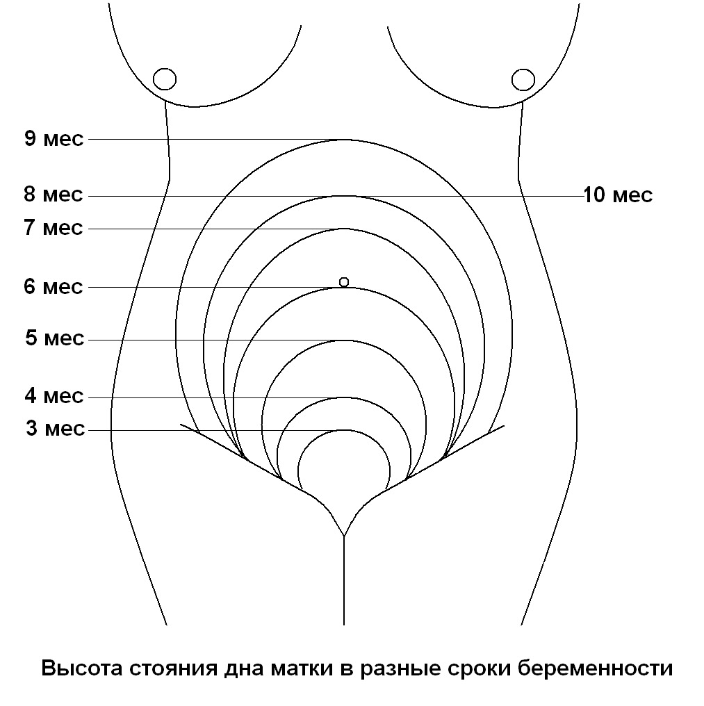высота стояния дна матки на 20 неделе беременности. матка при беременности. анатомическое расположение матки. почему растет матка. расположение шейки матки на ранних сроках.
