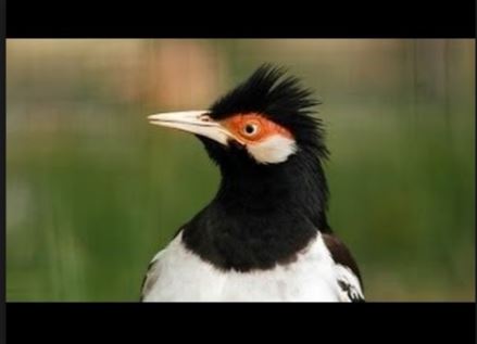 6 Jenis Burung Jalak Yang Sering Dipelihara Di Indonesia Kaskus