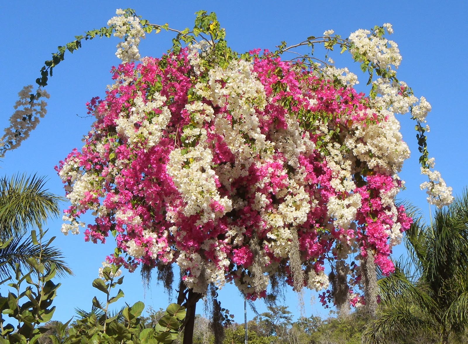 Puerto Vallarta Garden Club