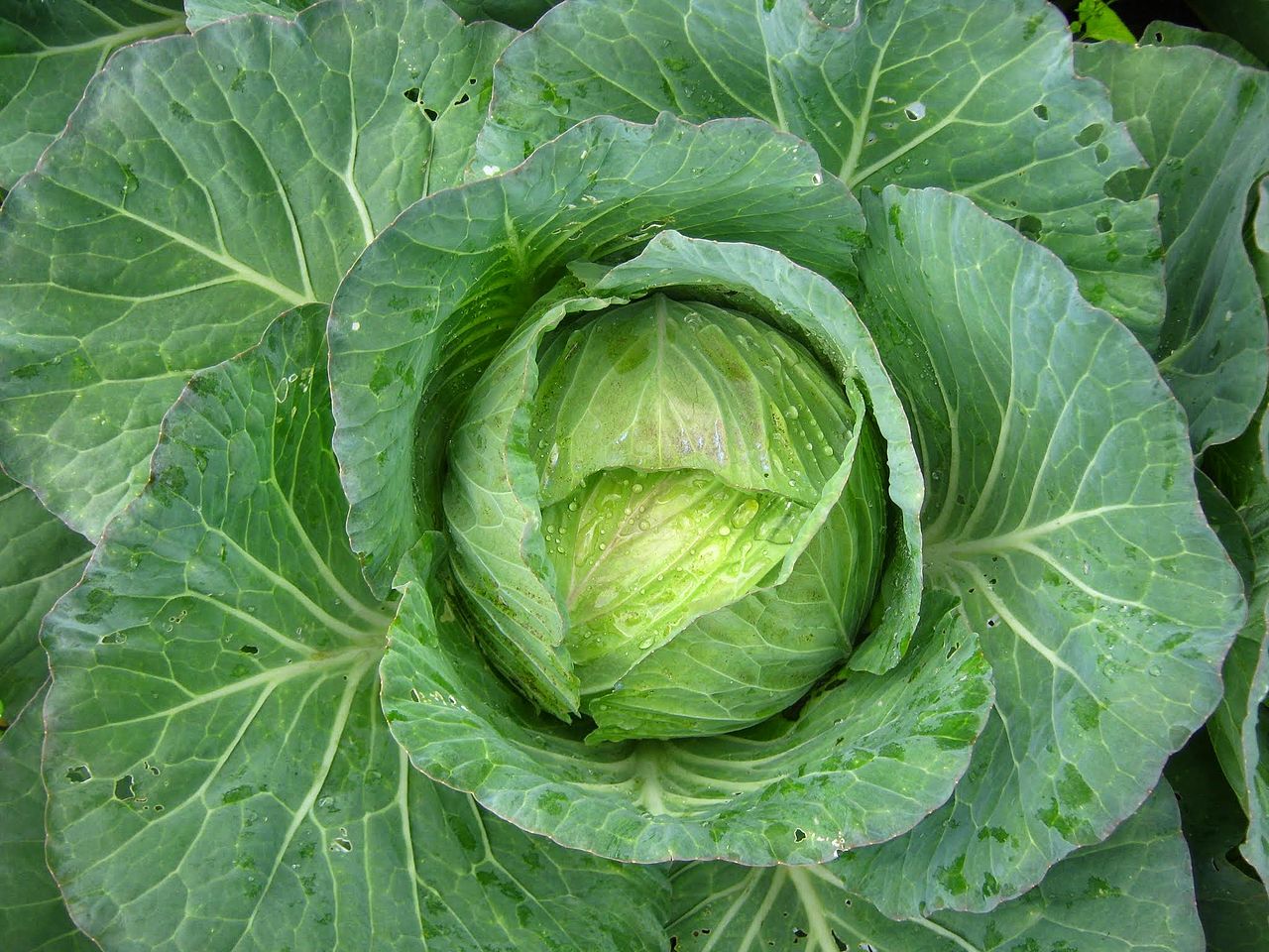 AncientBriton A cabbage by any other name...