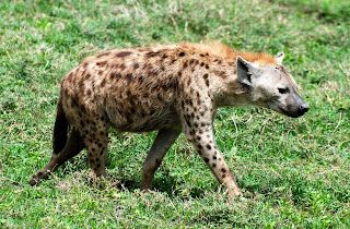 Spotted Hyena