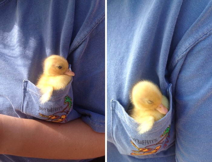 28 Incredibly Cute Pictures Every Duck Lover Will Fall For 