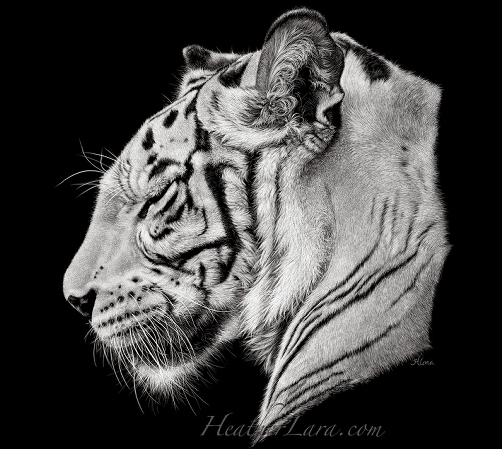 11-Tiger-White-Heather-Lara-Hyper-realistic-Animal-Scratchboard-Drawings-Wildlife-www-designstack-co