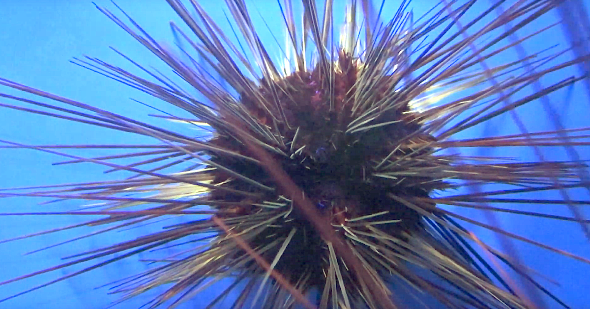 Aquarium Movies Japan Archive 生きている魚図鑑 アラサキガンガゼ Diadem Urchin Black Long Spine Urchin Diadema Clarki