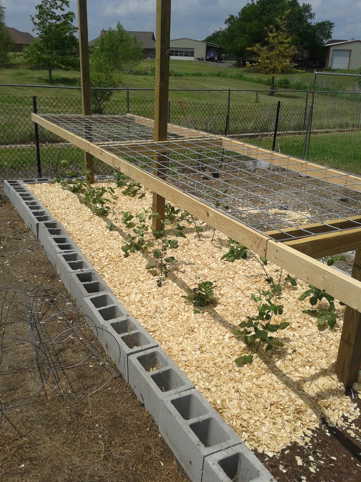 I Grow Vegetables: How to Use Mulch in the Garden