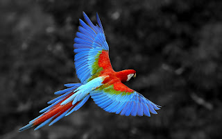 Parrot Wallpaper in HD for Desktop