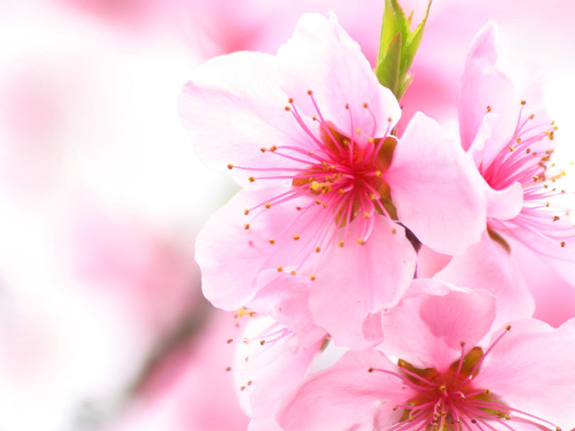 Cherry Blossom Flowers ~ Flowers Wallpapers