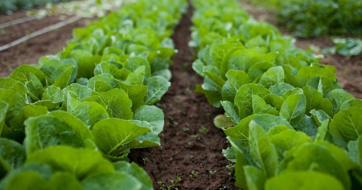 PA Environment Digest Blog PA Association For Sustainable Agriculture