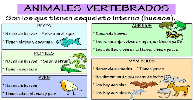 Ciencias Naturales: Animales vertebrados e invertebrados
