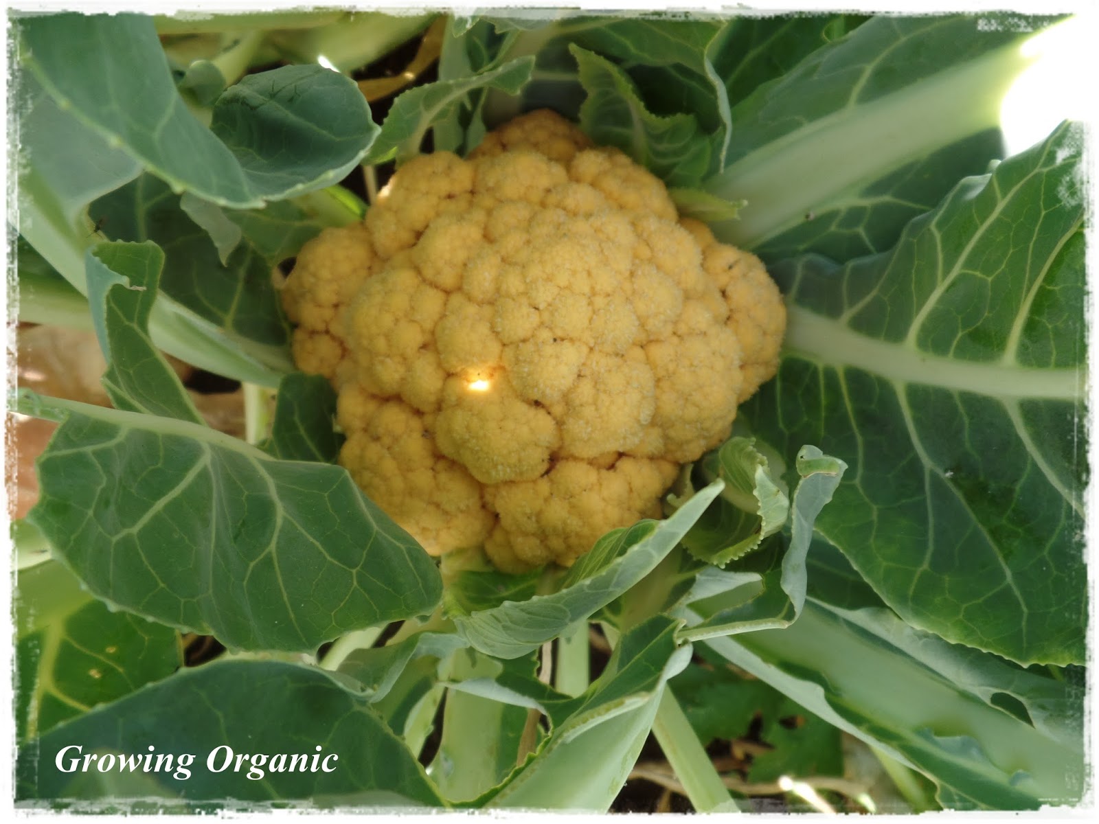 Growing Organic Broccoli and Cauliflower A Royal Treat
