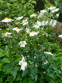 Honorine Jobert Japanese anemone x hybrida  Fall blooming perennials Garden muses--a Toronto gardening blog
