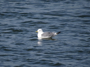 Kittiwake