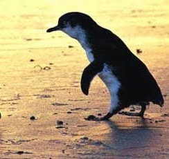El Pingüino de Bill Fisher