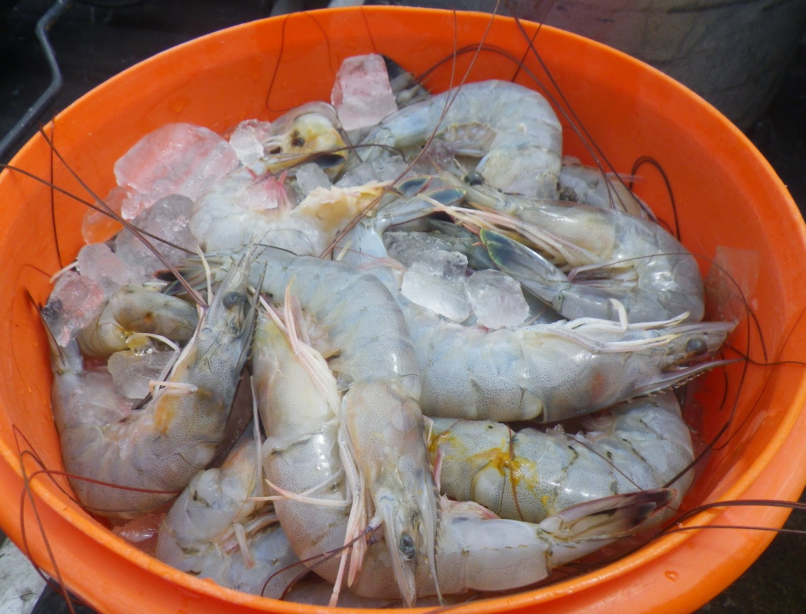 Doing It On The Road(Part II) Frontlining Shrimp, Grand Isle, Louisiana