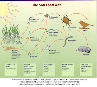 Soil_food_webUSDA.jpg