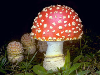  The Office of Security Meet The Nine: Strange Things Part I  Amanita%2Bmuscaria