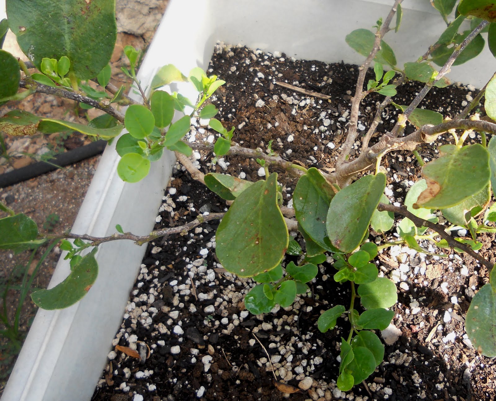 A Kitchen Garden in Kihei Maui Growing Capers in Kihei
