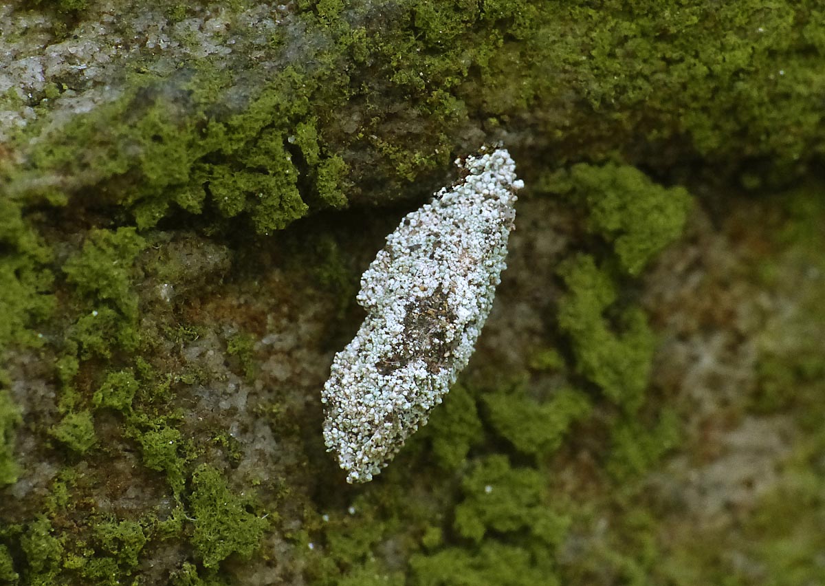Charlie's moths of Calderdale. BAGWORMS (PSYCHIDAE)