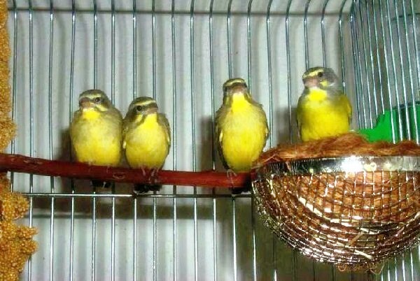 Burung mozambik Ocehan Kenari