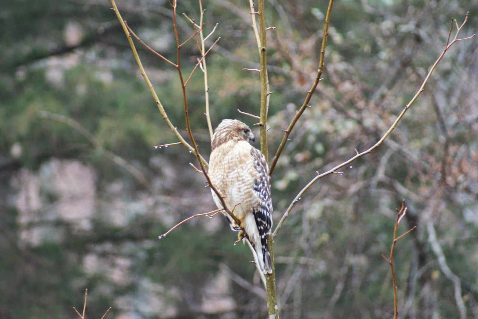 Butterstone Winter Birds in