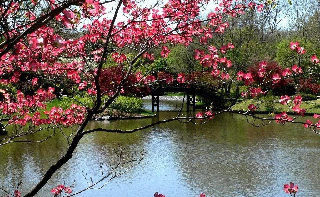 Download Besplatne Slike I Pozadine Za Desktop Proljeće Cvijeće Jezero.
