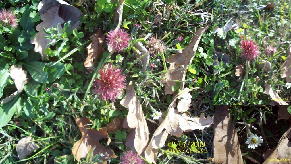 FOTOS DE FLORA NATIVA Y ADVENTICIAS DE URUGUAY Noticastrum diffusum