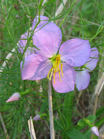plants coastal georgia plains native rhexia using july