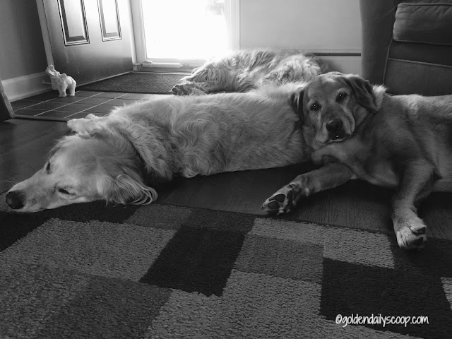 Back to School is No Big Deal said No Dog Ever #blackandwhitesunday golden retriever dogs sleeping on each other